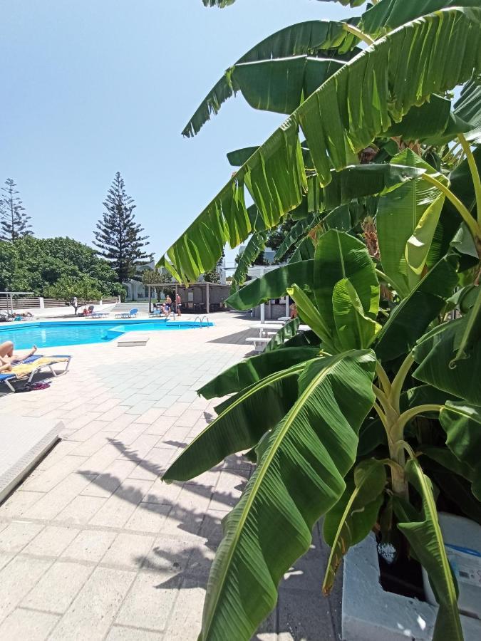 Theológos Summer Dream מראה חיצוני תמונה